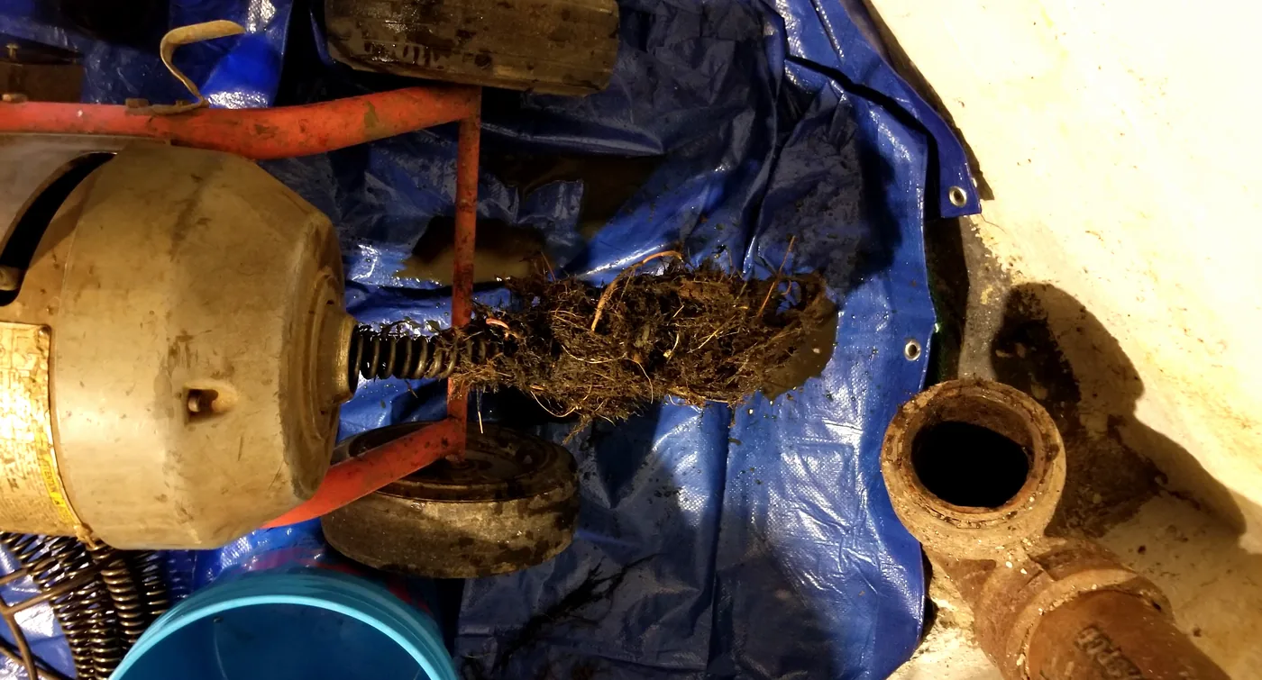 A dense mass of tree roots pulled out of a sewer line, lying on a blue tarp beside an opened cast-iron cleanout and a sectional drain machine